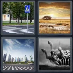 7-letters-answer-zebra